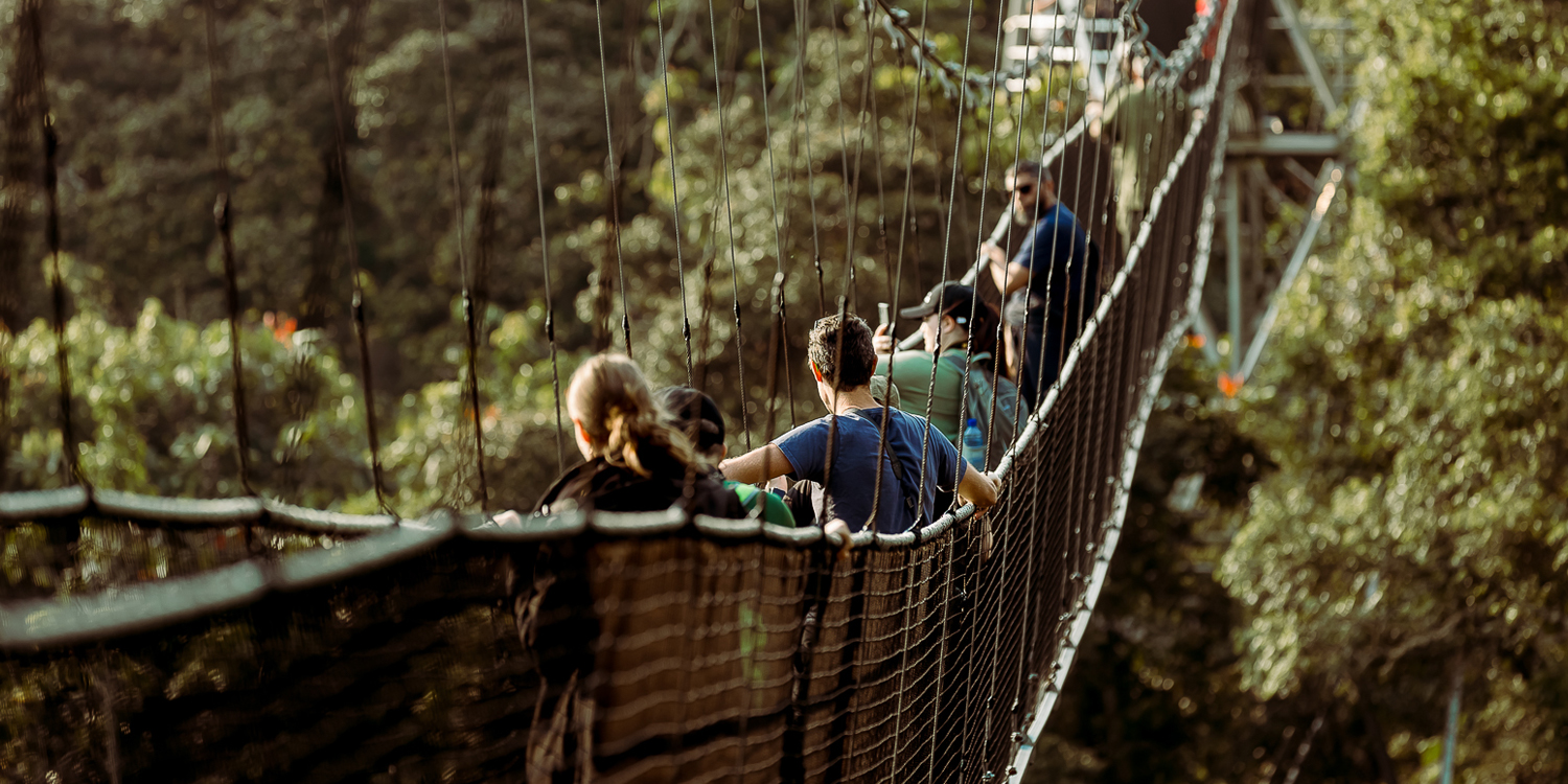 Canopy Walk Rwanda Nyungwe Forest Suspension Bridge Tour