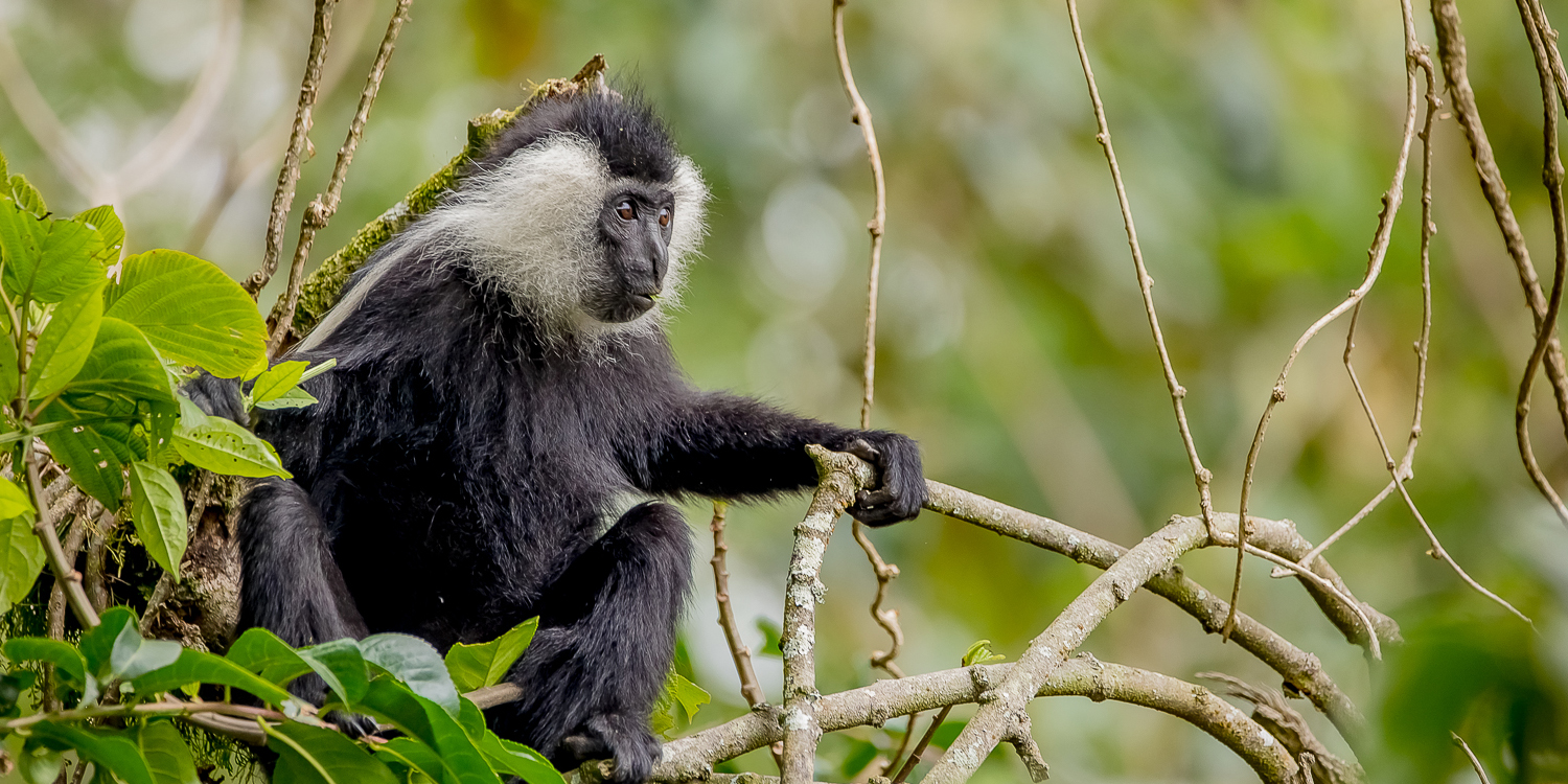 Rwanda Adventure Travel Musanze