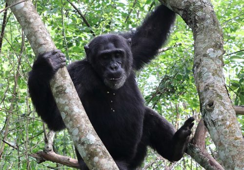 5 Days Exploring Rwanda Wildlife Safari