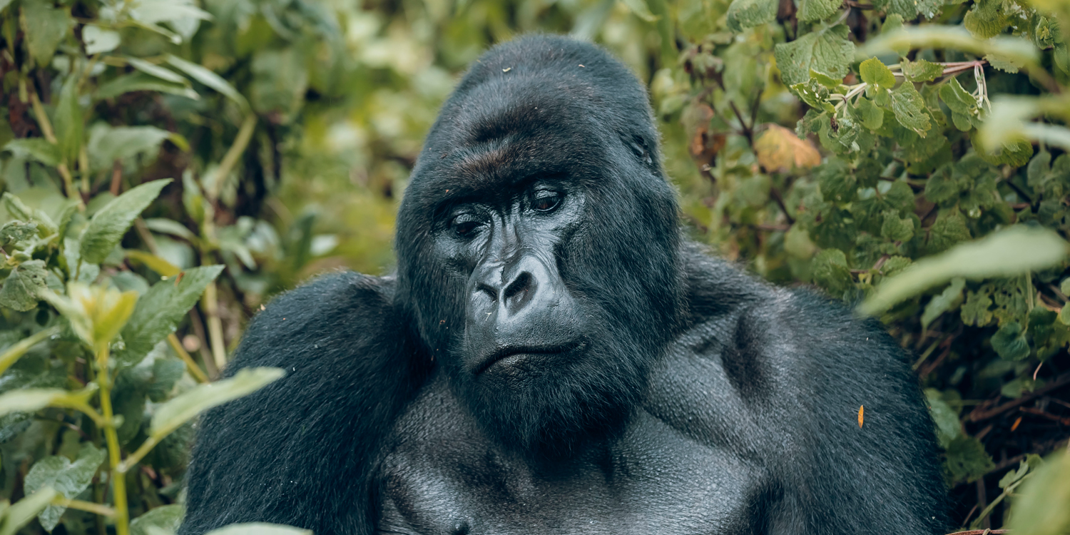 Rwanda Gorilla Trekking Permit Cost 2026: Book the Cheapest Tour Gorilla Trekking in Rwanda: Navigate Rwanda Tourism Gorilla Tracking Rwanda Experience with Professional Guides Local Life Rwanda: Visit Villages During Gorilla Tours