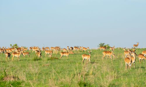 Rwanda Festival Guide Nyanza, Rwanda Walking Safari Tour / Guided Nature Walks in Akagera4 Days Murchison Falls National Park Tour
