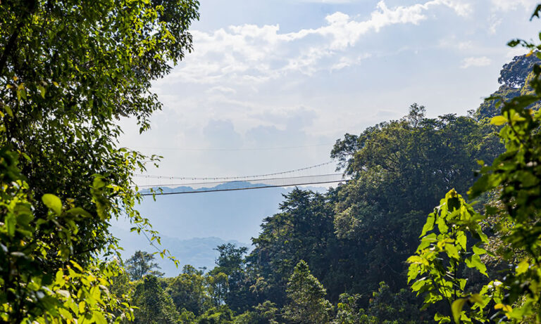 Visit Nyungwe Forest National Park