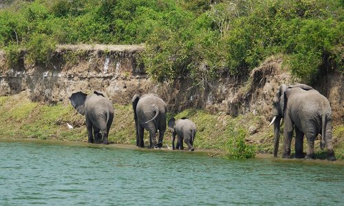 3 Days Queen Elizabeth National Park Tour