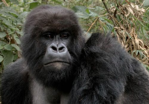 3 Days Rwanda Gorilla Trekking Tour