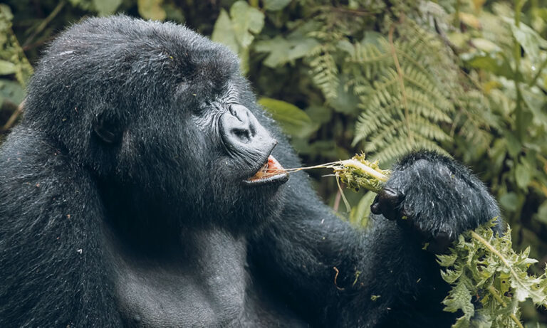Golden Monkey Behavior Guide: What to Expect in Rwanda Tourism Fly-In Gorilla Trekking Itinerary: Cheap Gorilla Permit in RwandaSafest Way to Book Gorilla Permits: Local Agent vs RDB Official Mountain Trekking Rwanda Best time to visit Rwanda for Gorilla Trekking