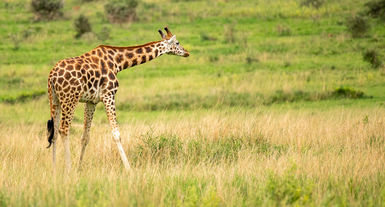 Guide to Affordable Rwanda Safari Package