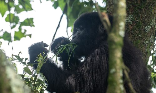 Gorilla Trekking Permits Kinigi Rwanda, Rwanda Uganda Safari Logistics, Rubavu Tourism SUV Logic, Rubavu Tourism Car Rental, Rwanda Tourism Car Reach, Musanze Gorilla Trekking Excellence, Musanze Gorilla Trekking Hub, Rwanda Primate Safari Safety, Blue Monkey Trekking Rwanda – Nyungwe Forest Safari Kigali