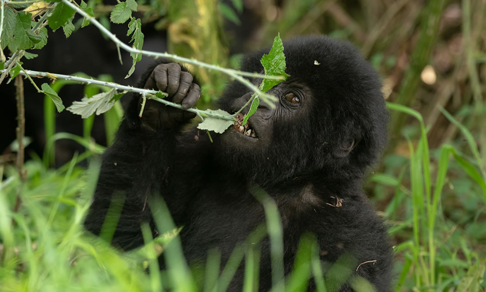 Gorilla Trekking in Rwanda