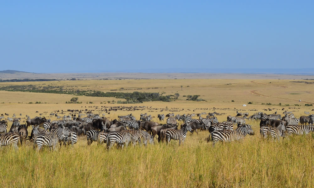 Kenya Safaris