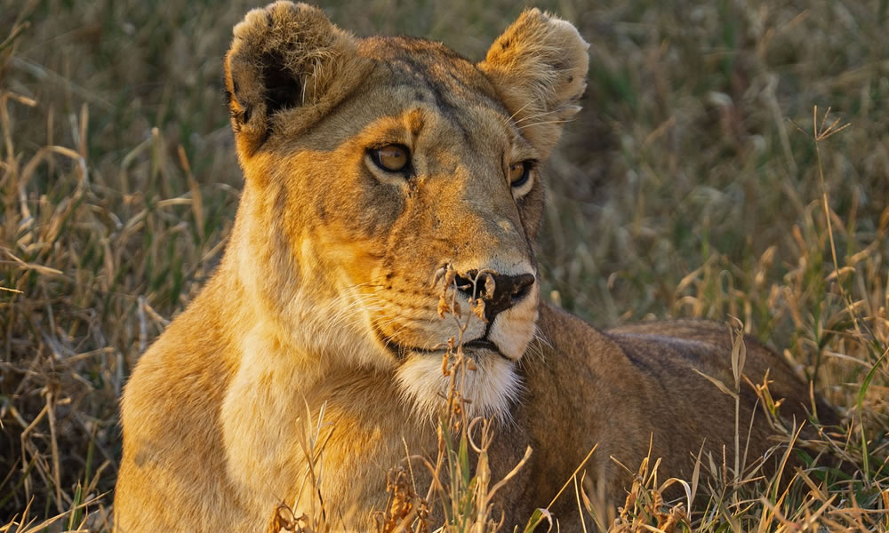 Tanzania Safaris Big Five Rwanda Safari