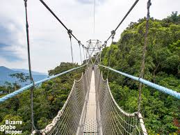 Rwanda Canopy Walk: Height, Duration and Entry Fees