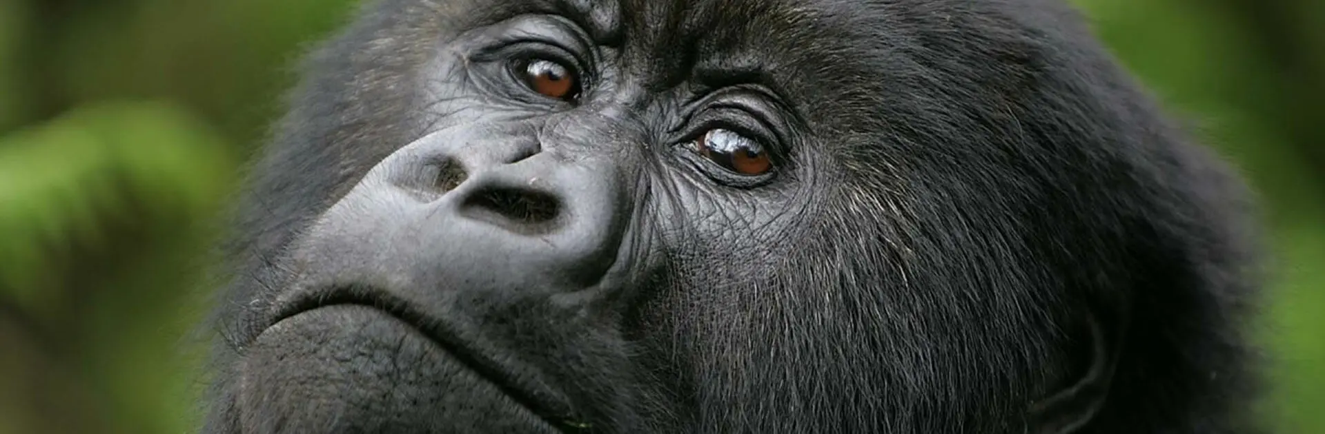 Safari Tour Tips: Prepare for Gorilla and Wildlife Trips