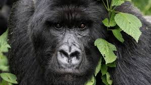 Gorilla Trekking Advice: Tips from Local Rwanda Experts