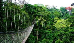 Canopy Experience Rwanda: Family-Friendly Forest Activity Nyungwe Forest Rwanda: Canopy Walk & Wildlife Sighting Canopy Adventure Rwanda: Nyungwe Tree-Top Walking Tour