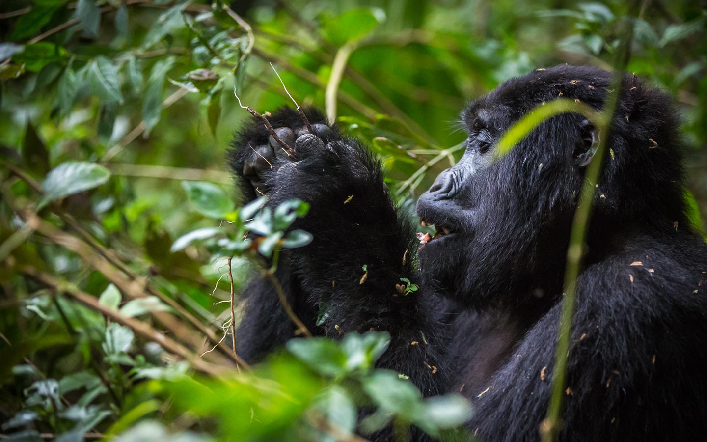 Rwanda 4 Day A Gorilla Trekking