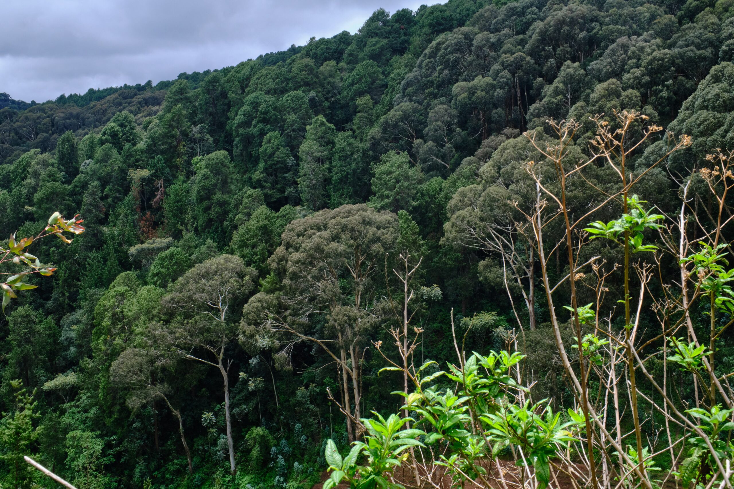 Gishwati Chimp Trekking Rwanda, Rhino Tracking Rwanda Akagera, Rwanda Nyungwe National Park, Rwanda Nyungwe Guided Forest Trail, Rhino Tracking Rwanda Akagera, Rwanda Nyungwe National Park, Rwanda Nyungwe Guided Forest Trail
