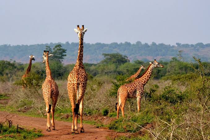 Akagera Self Drive Safari Rwanda