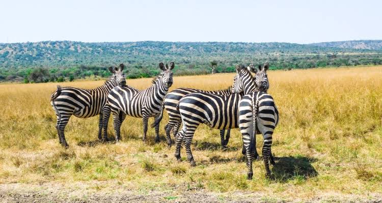 Rwanda Eco Tourism Company