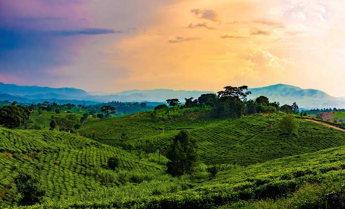 2 Day Chimp Trekking Rwanda: 2,Caplaki Craft Village Tour Rwanda:,3 Day Chimp Trekking Rwanda:
