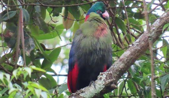 Nyungwe endemic birds tour