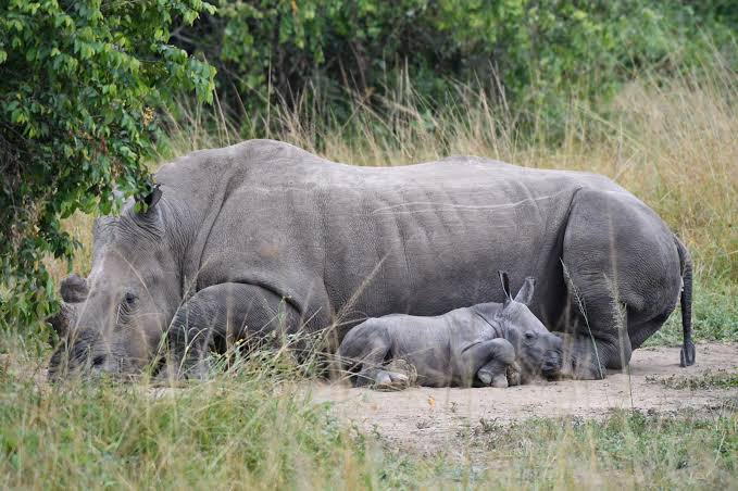Akagera rhino tracking tour: