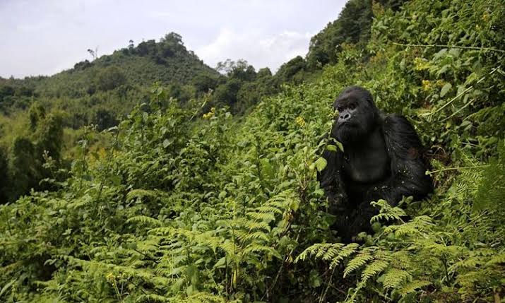 trekking1day Rwanda