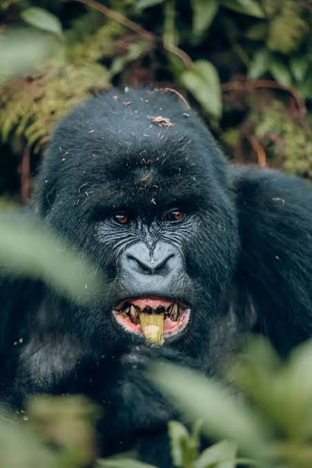 Rwanda short safari packages