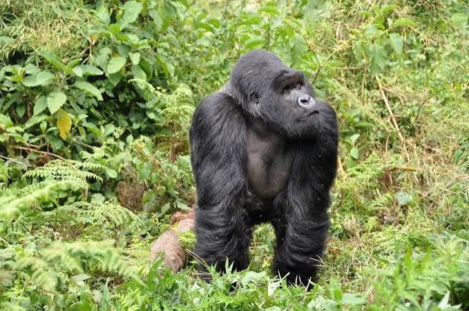 3Day Rwanda Gorilla Trekking