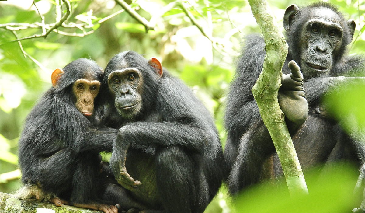 10 Days Uganda Gorillas, Chimpanzees and Wildlife Luxury Tour