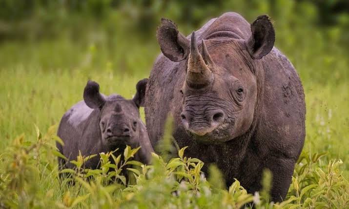 Akagera Rhino Tracking Rwanda: