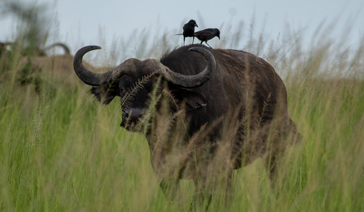 9 Days Luxury Uganda Wildlife Safari Adventure
