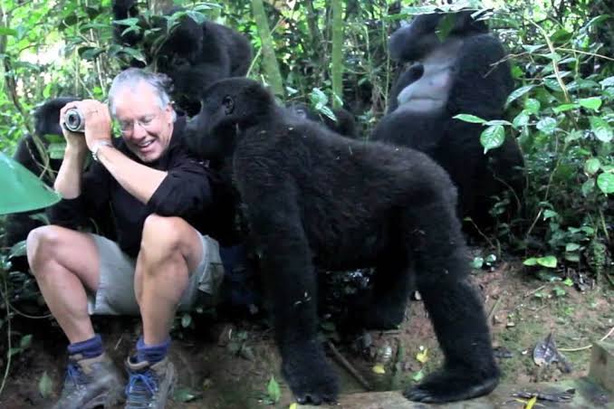Bwindi habituation experience tour: