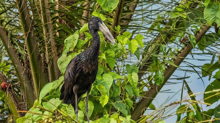 Gishwati Bird Watching Rwanda