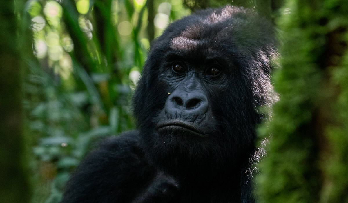8 Days Luxury Primate Tracking and Wildlife Safari in Uganda