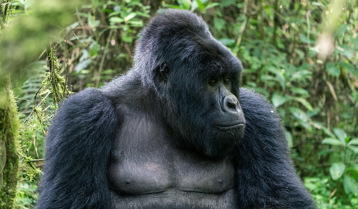 11 Days Best of Uganda Luxury Wildlife and Primate Tracking Tour