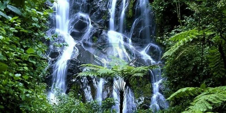 Kamiranzovu swamp trail Nyungwe: Guided orchid & birding
