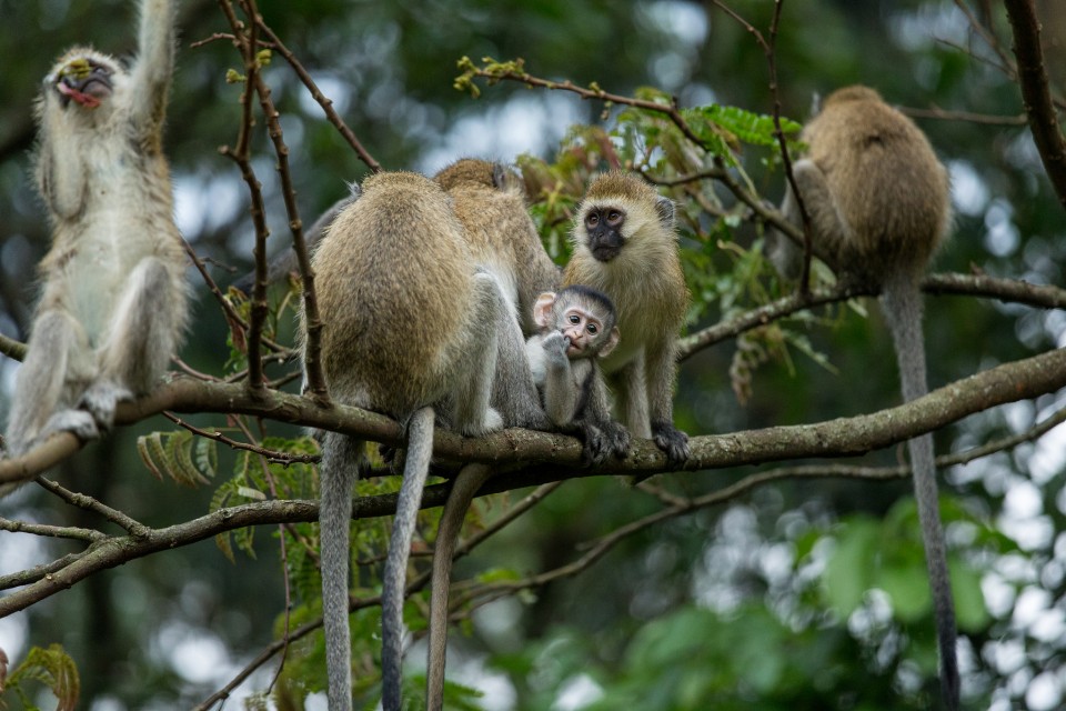 Rwanda monkey trekking tours