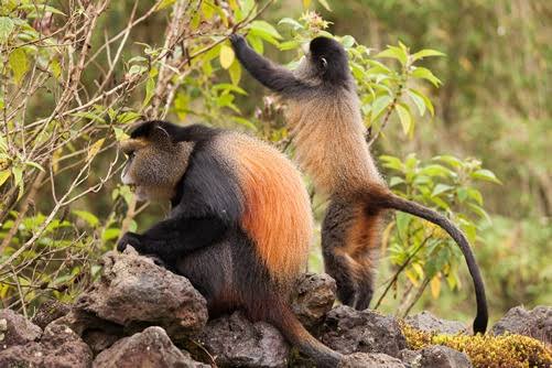 Golden monkey photography tours