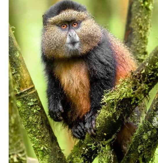 Gorilla and Golden Monkey Trek Rwanda