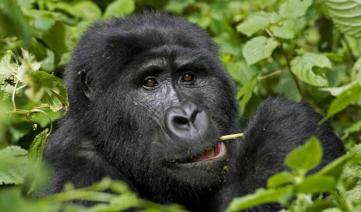 Musanze gorilla trekking tours