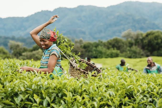 Nyungwe Tea Plantation Tour Rwanda