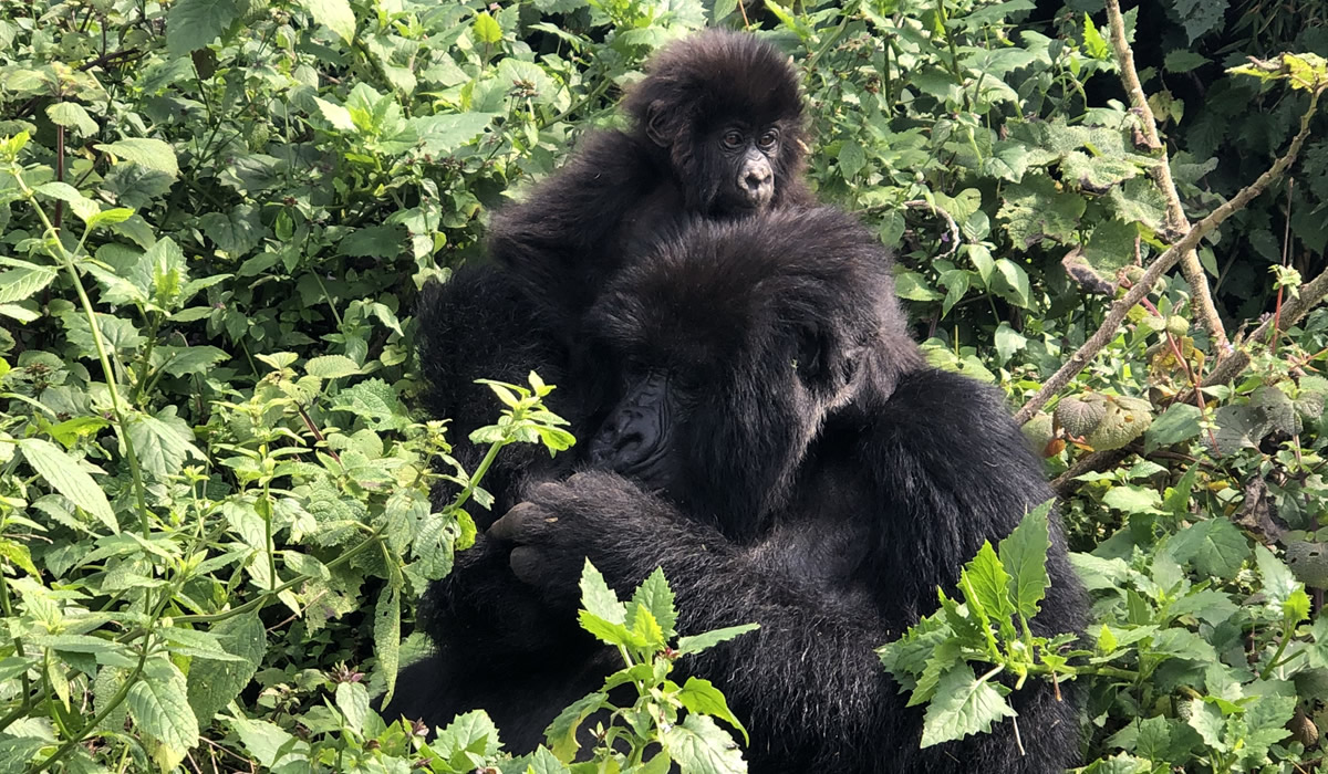12 Days Ultimate Luxury Uganda Wildlife Safari Adventure