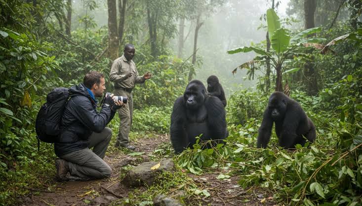 Volcanoes gorilla permit price