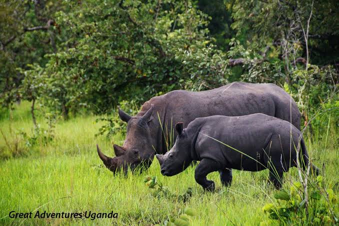 Ziwa rhino sanctuary tour